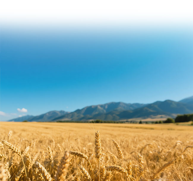 bifa·必发(中国区)唯一官方网站